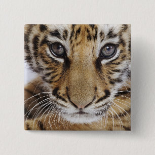 Tigerunge Knapp