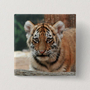Tigerunge Knapp