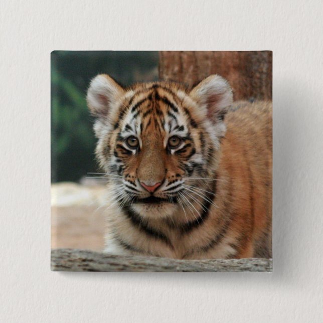 Tigerunge Knapp (Framsida)