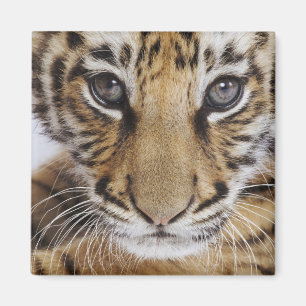 Tigerunge Magnet