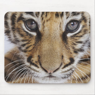 Tigerunge Musmatta