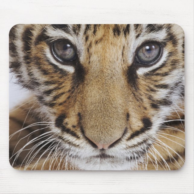 Tigerunge Musmatta (Framsidan)
