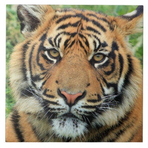 Tigerunge Porträtt Kakelplatta