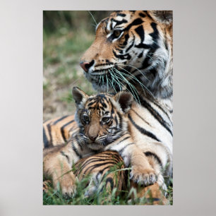 Tigerunge Poster