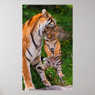 Tigerunge Poster