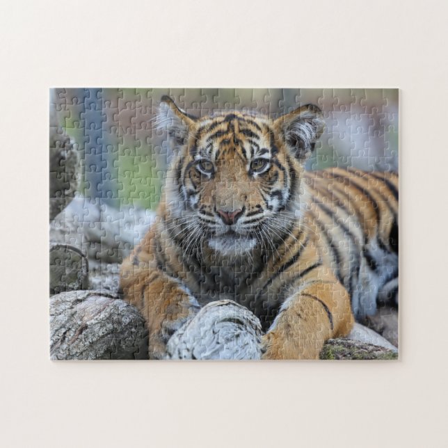Tigerunge Pussel (Horisontell)