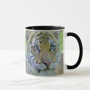 Tigerunge tätt upp porträtt mugg