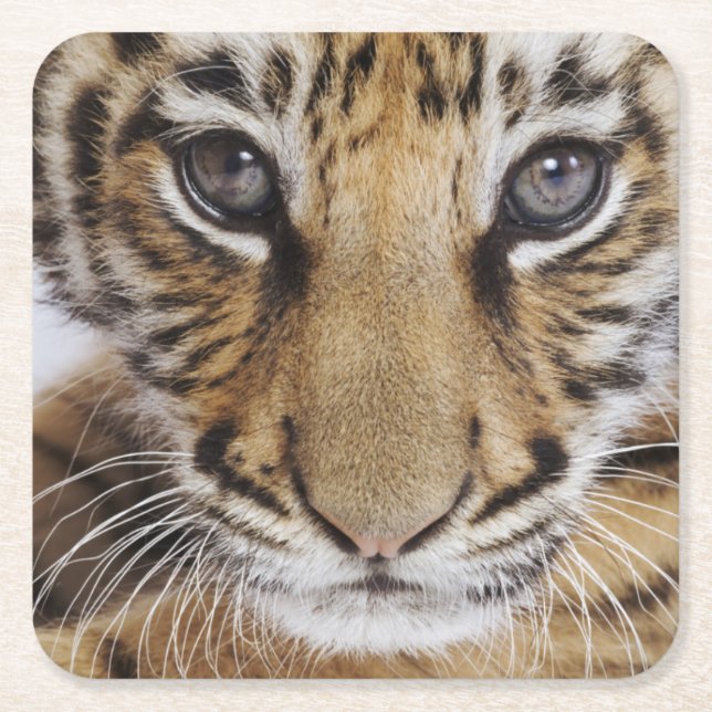 Tigerunge Underlägg Papper Kvadrat (Framsidan)