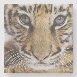 Tigerunge Underlägg Sten