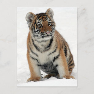 Tigerunge Vykort