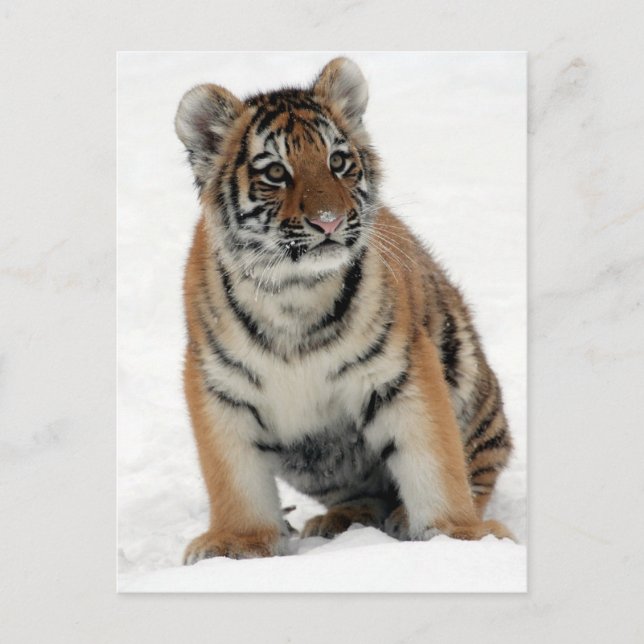 Tigerunge Vykort (Framsida)
