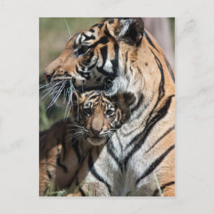 Tigerunge Vykort