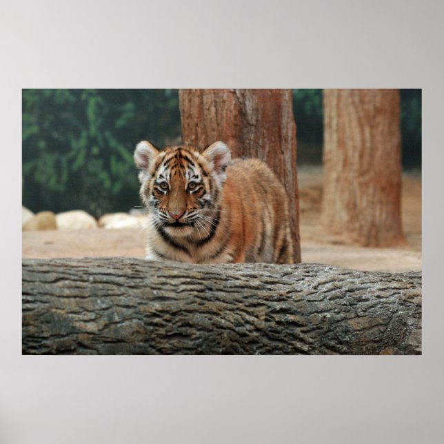 Tigerungeaffisch Poster (Framsidan)