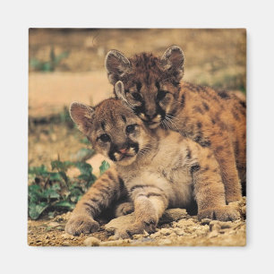 Tigerungemagnet Magnet