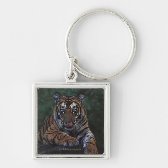 Tigerungen Reclines på sten Fyrkantig Silverfärgad Nyckelring (Framsidan)