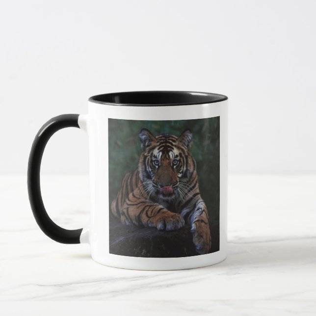 Tigerungen Reclines på sten Mugg (Vänster)
