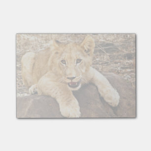 Tigerungen tar luftventilen på en sten post-it block