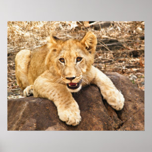 Tigerungen tar luftventilen på en sten poster