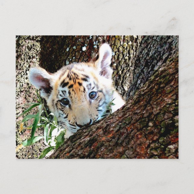 Tigerungevykort Vykort (Framsida)