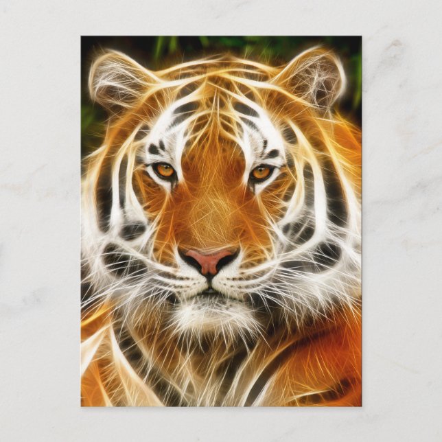 Tigervykort Vykort (Framsida)