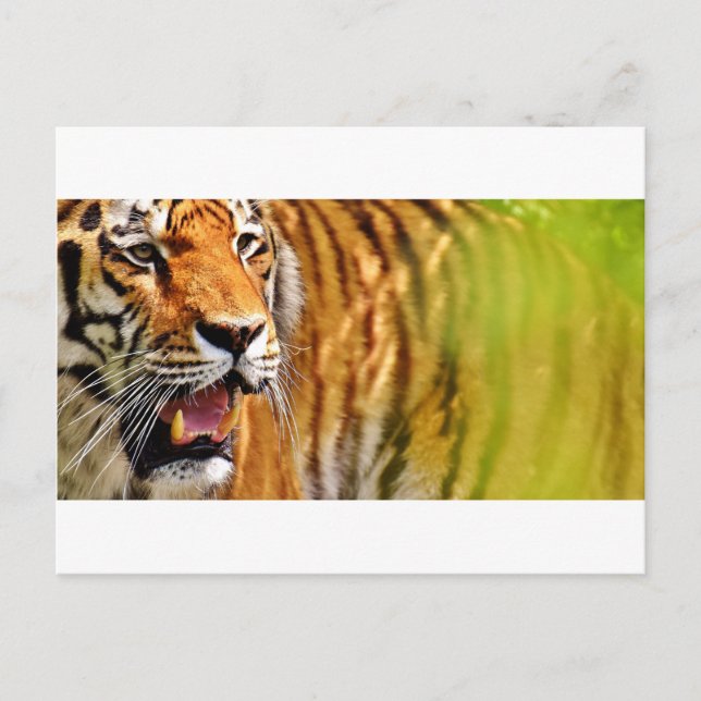 tiget-me vykort (Framsida)