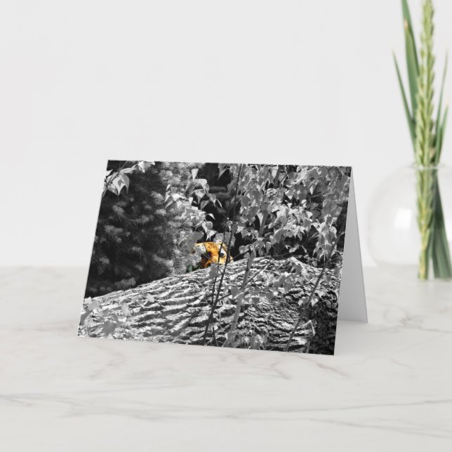 Tigrar Peek-a-boo Grattiskort Kort (Framsida)