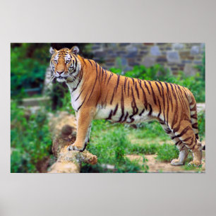 Tigre de Bengala Poster