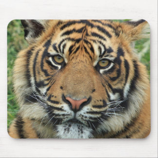 Tigre Tapis de souris Musmatta