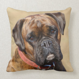 Tigrerad Boxer Hund Kudde