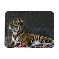 Tigress