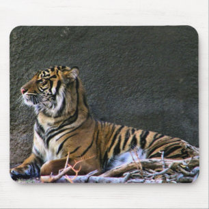 Tigress Musmatta