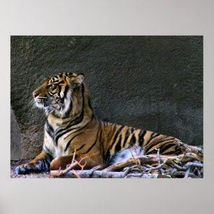 Tigress-utskrift Poster