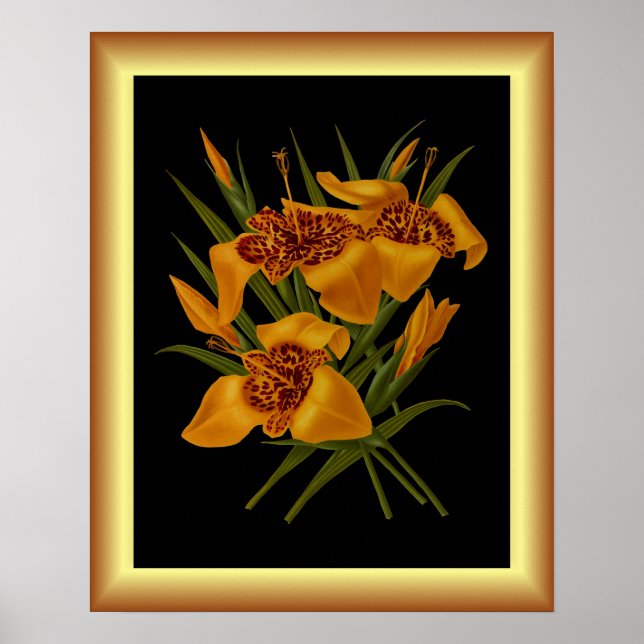 Tigridia Conchiplora Var Canariensis ~ Botanical Poster (Framsidan)