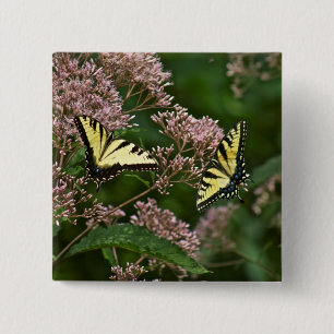 Tigrsvansfjärilar på Joe Pye Weed Knapp