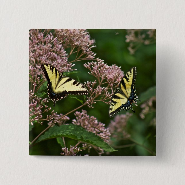 Tigrsvansfjärilar på Joe Pye Weed Knapp (Framsida)