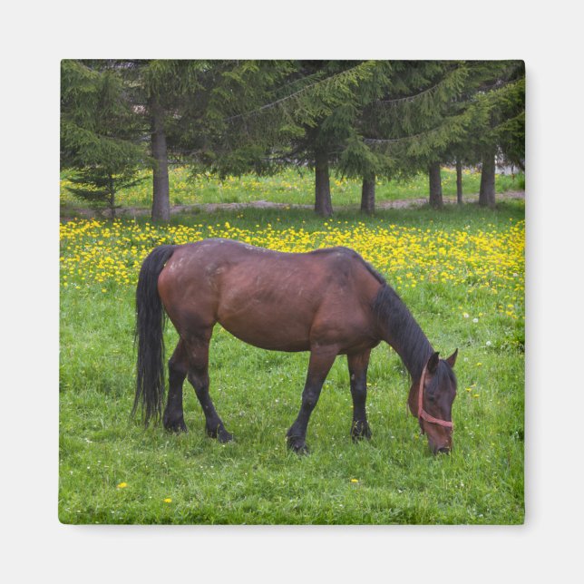 Tihuta Pass, häst på betesmark Magnet (Framsidan)