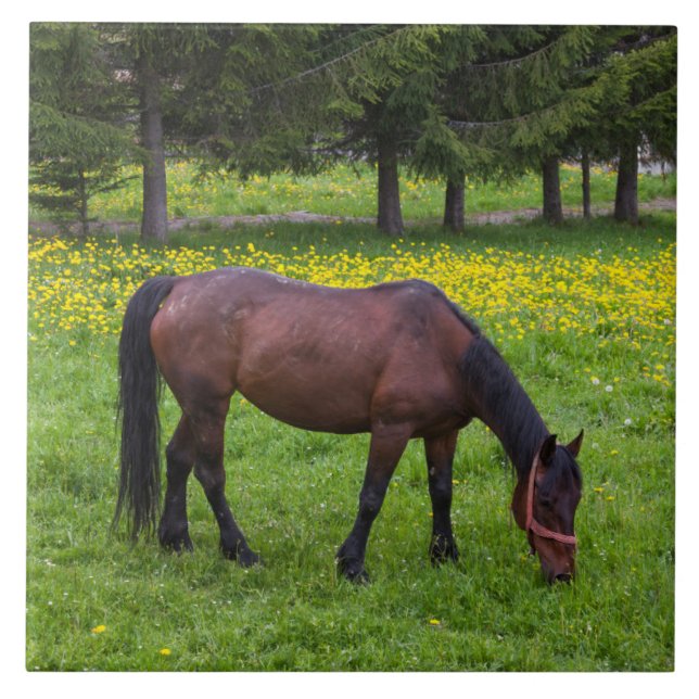 Tihuta Pass, Horse in Pasture Kakelplatta (Framsidan)