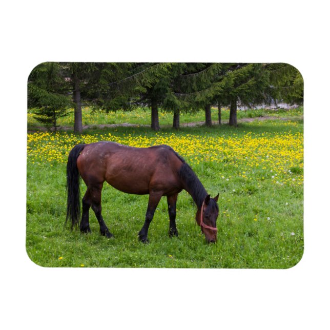 Tihuta Pass, Horse in Pasture Magnet (Horisontell)