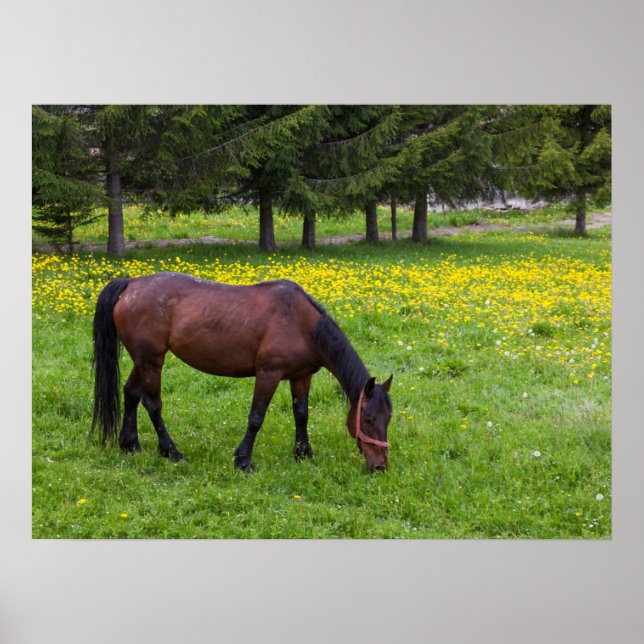 Tihuta Pass, Horse in Pasture Poster (Framsidan)