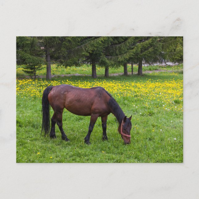 Tihuta Pass, Horse in Pasture Vykort (Framsida)