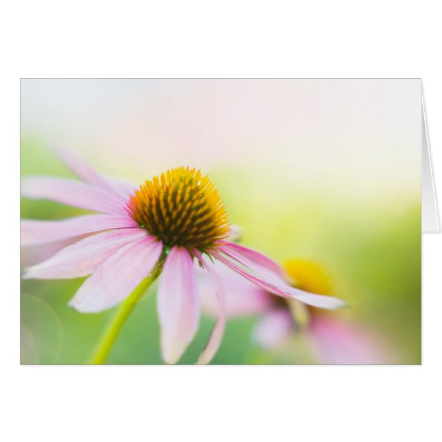 Til Sunbeams finner dig Hälsningskort (Framsidan Horizontal)