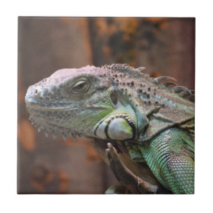 Tile med färgad Iguana-ödla Kakelplatta