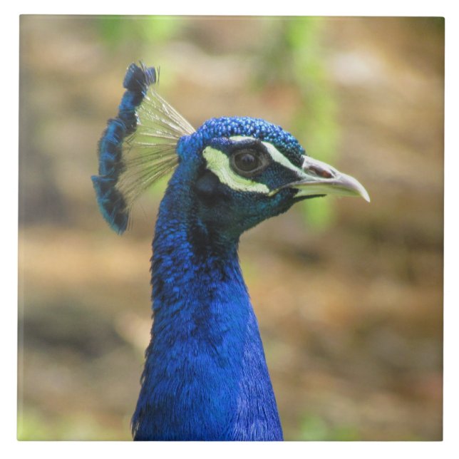 Tile - Peacock Porträtt Kakelplatta (Framsidan)