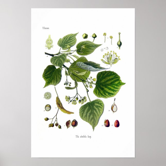 tilia ulmifolia (Linden) Poster (Framsidan)
