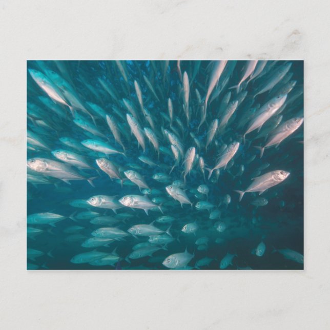 Till Jackarna Vykort (Framsida)