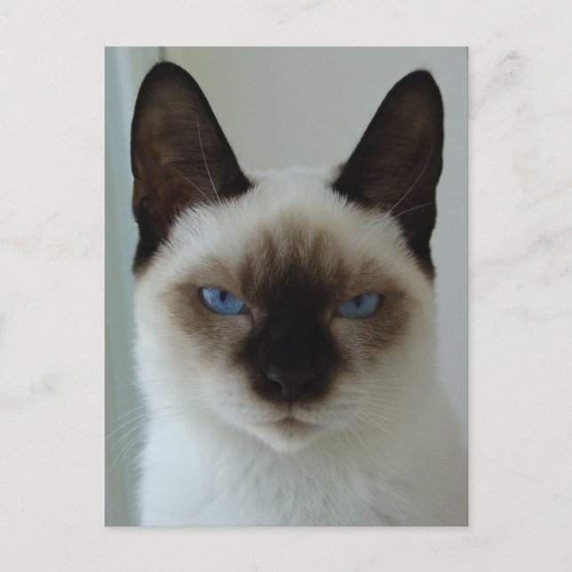 Till minne av Mushu-vykort Vykort (Framsida)