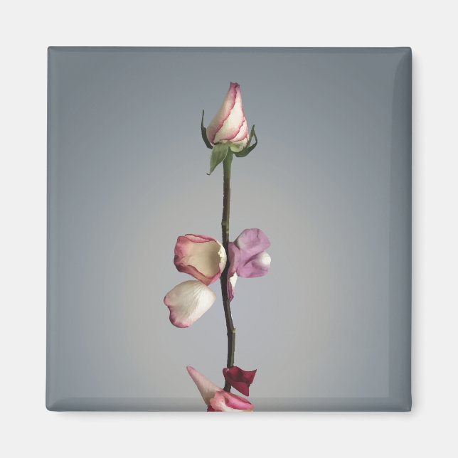 Till sista petalen... magnet (Framsidan)