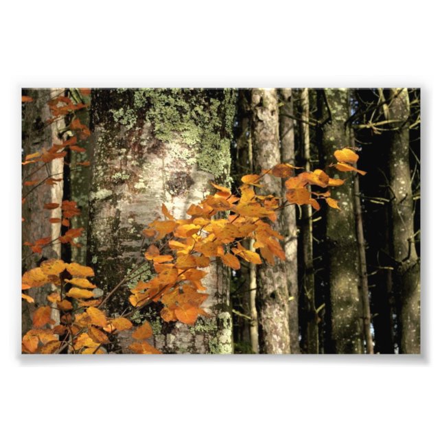 Till skogen fototryck (Framsidan)