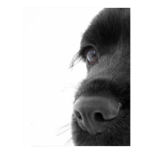 Till Soul - Chocolate Cocker Spain Porträtt