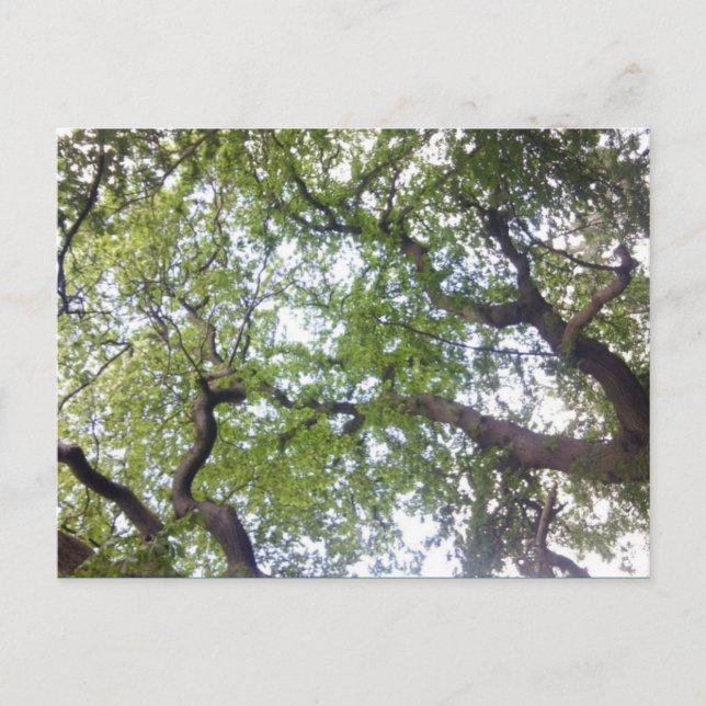 Till Träd-fotovykortet Vykort (Framsida)